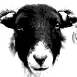 The Wooly Vicars