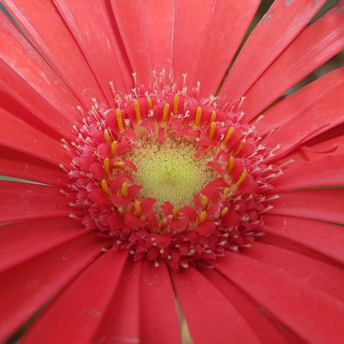 Blooming cover