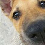 raised by dingoes