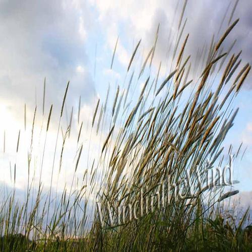 Wind in The Wind cover