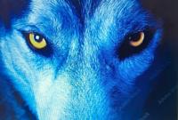 Pretty the Wolf photo