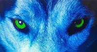 Pretty the Wolf photo