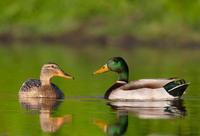 The Ducks photo