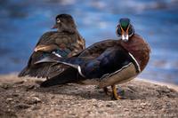 The Ducks photo