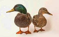 The Ducks photo