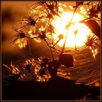 Chronophonix photo