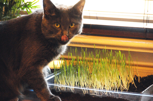 Profile photo moggy_1297790581.png