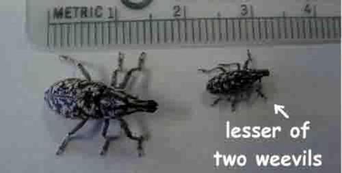 Profile photo 1318170551_weevils.jpg