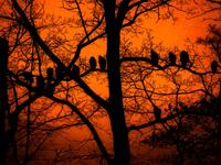ampersandre photo