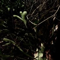 kharma photo