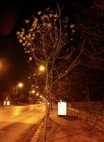 The Meteor Shower photo