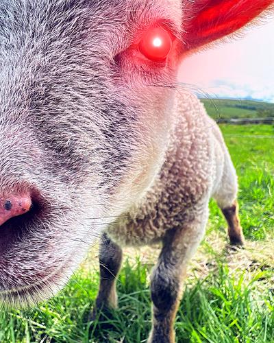 Profile photo Sheepy_1.jpg