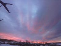 JP Westbrook photo