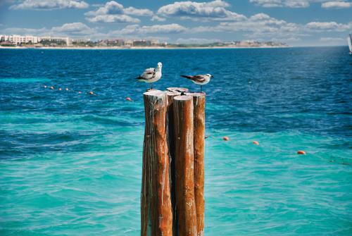 Profile photo Playa_Birds.jpeg