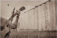 The Last of the Great Plains Buffalo Band photo