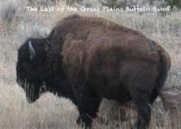 The Last of the Great Plains Buffalo Band photo