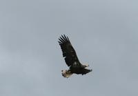 Gofer photo