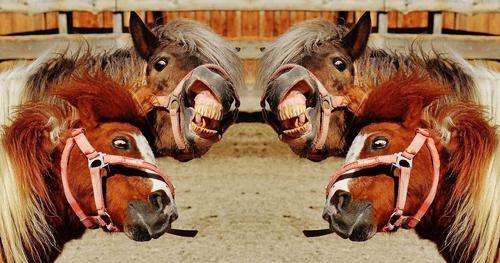 Profile photo horses-1396651_1280.jpg