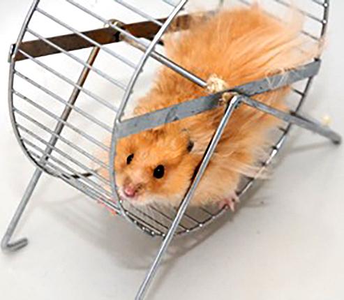 Profile photo hosthamster.jpg