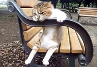 Feral Drollery photo