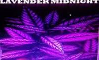LAVENDER MIDNIGHT photo