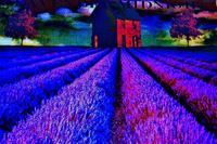 LAVENDER MIDNIGHT photo