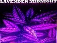 LAVENDER MIDNIGHT photo