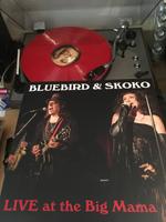 Bluebird & Skoko photo