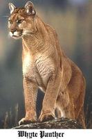 Whyte Panther photo
