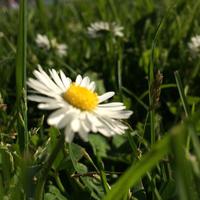 Henta Ellis photo