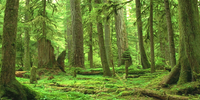 Forest Field photo