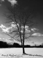Brian J. MacShain photo