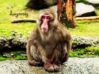 hooyoosay photo