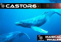 Castor 6 Records Artists photo