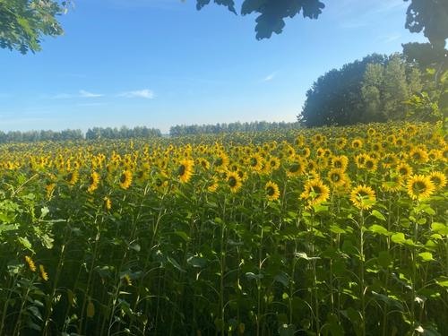 Profile photo ukraine_sunflower_fields.jpeg