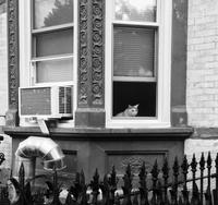 Brownstone Poets photo