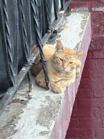 Brownstone Poets photo