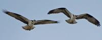Gofer photo