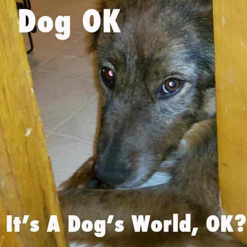 It's A Dog's World, OK? cover