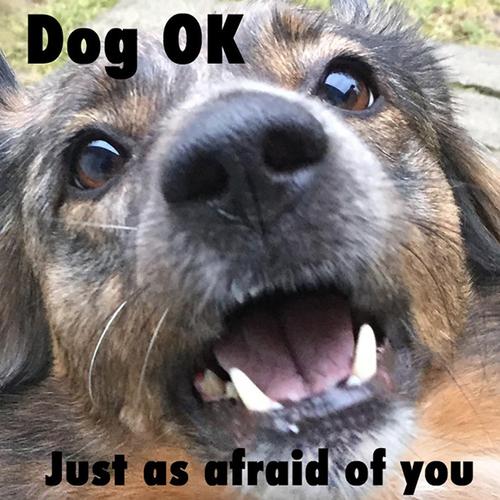 Just as afraid of you cover