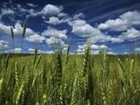 Harmony Grits photo