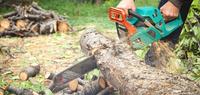 Tree Care Services photo