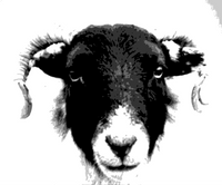 The Wooly Vicars photo