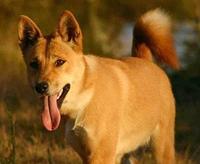 raised by dingoes photo