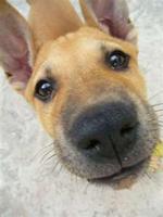 raised by dingoes photo