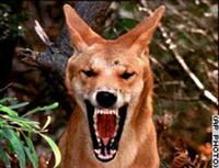 raised by dingoes photo