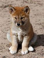 raised by dingoes photo