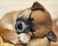raised by dingoes photo