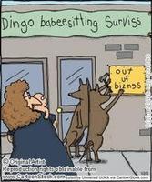 raised by dingoes photo