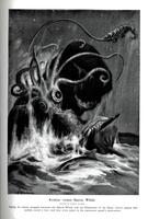 Dawn of the Squid photo